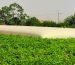 Citerne souple beige pour irrigation des champs – solution écologique et économique Serena Group